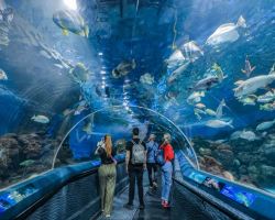 NFC shark hunt challenge kicks off at Shanghai Ocean Aquarium