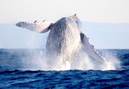 Lodge Afrique Hotel Overview