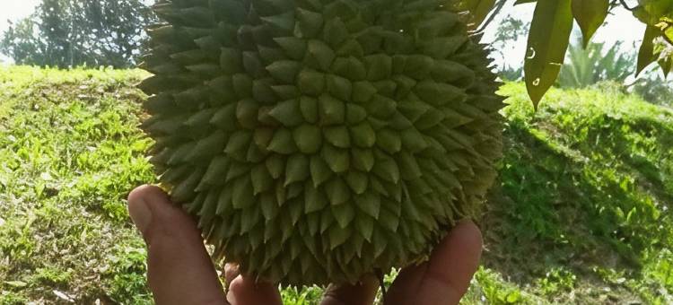 竹苑与榴莲度假农庄(Bamboo Villa & Durian-Retreat FarmStay)图片