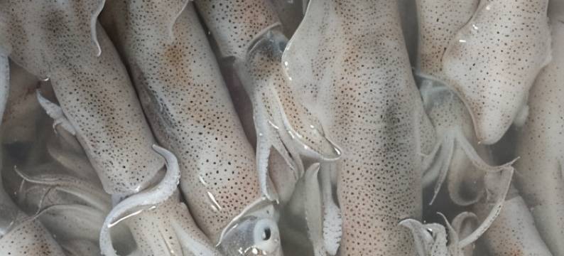 三娘湾景区贝螺湾海景客房客栈图片