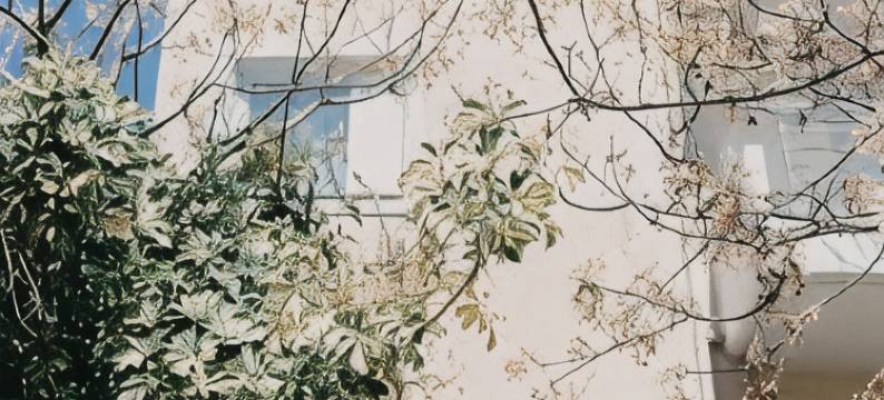 Best House, Nirvana II, Patra图片