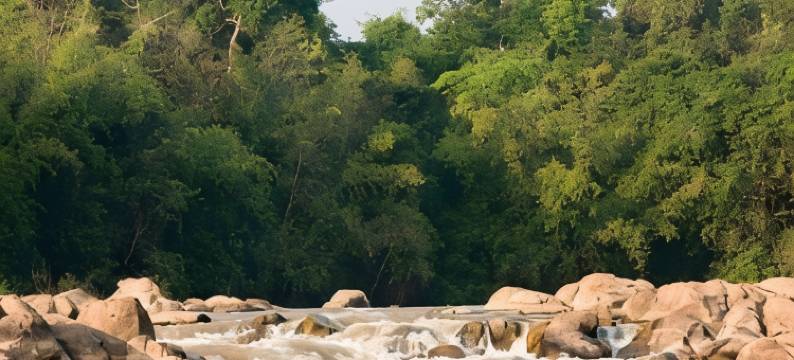 森林小屋(Forest Floor Lodge)图片