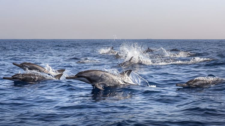 巴厘島+羅威納海灘+佩妮達島3日2晚跟團遊·特惠來襲 +嗨玩出海+ins海島+24h客服+羅威納出海追尋海豚+暢玩浮潛+打卡海上日出+烏布集市+烏布皇宮+網紅佩尼達島（精靈墜崖+破碎沙灘+天神浴池）+微信管家全程服務