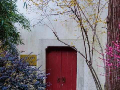 West Lake in bloom: limited-time spring plum blossoms and magnolias