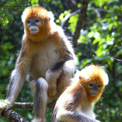 神农架+长江三峡+三峡大坝+宜昌5日4晚拼小团