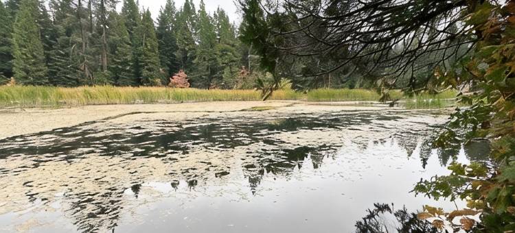 沙沃雷克僻静木屋–安静、私密 & 适合家庭(Secluded Cabin at Shaver Lake – Quiet, Private & Family Friendly)图片