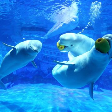 大连5日4晚自由行