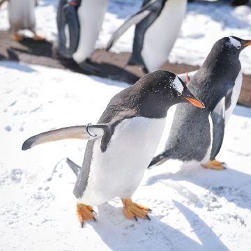 日本5日4晚私家团
