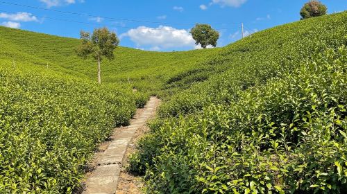 白茶原·安吉白茶观景平台+鲁家村一日游【茶田美景·田园闲趣·沉浸慢生活/一单一团/专车服务/行程可调】线路推荐【携程玩乐】