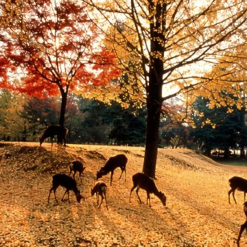 日本东京+京都+大阪6日5晚跟团游