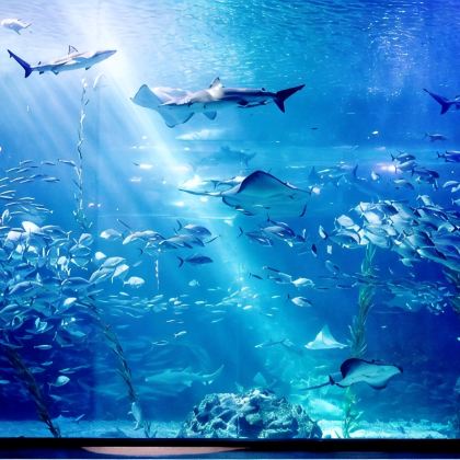 日本大阪+奈良+京都+箕面市+神户+鸟取+大阪海游馆+若草山+渡月桥+六甲山+鸟取沙丘+足立美术馆9日8晚私家团