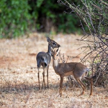 肯尼亚12日10晚私家团