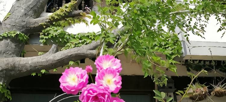 泰宁花舍民宿图片