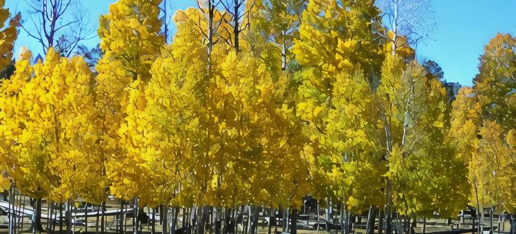 派托普湖畔贝斯特韦斯特酒店(Best Western Inn of Pinetop)图片