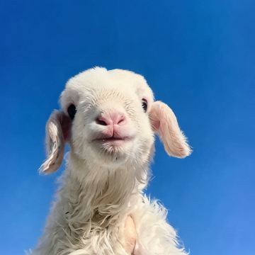 呼伦贝尔+海拉尔+阿尔山+满洲里5日4晚私家团