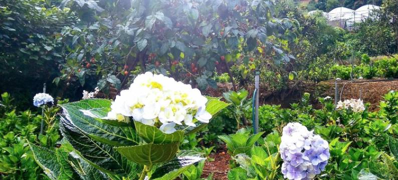 雪化洪波平房酒店(Tuyet Hoa Hon Bo Bungalow)图片