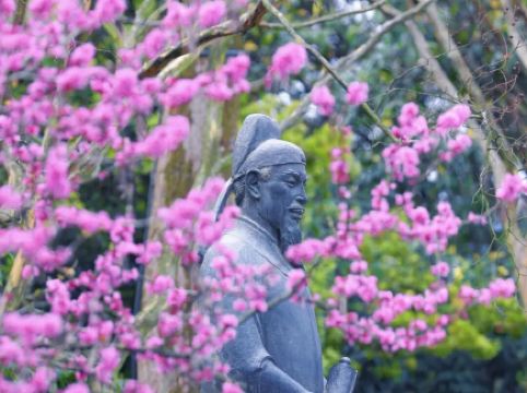 Now's the time to see Dujiangyan's redbuds in bloom