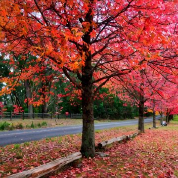 澳大利亚9日私家团