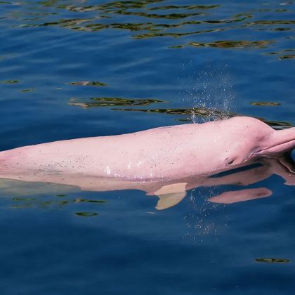 巴西马瑙斯+亚马逊雨林2日1晚拼小团