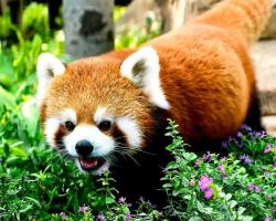 Summer fun kicks off at Beijing Wildlife Park