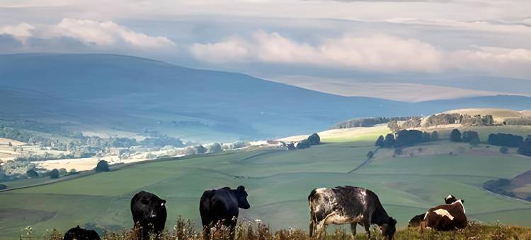 金狮老马车屋酒店(Old Coach House at the Golden Lion)图片