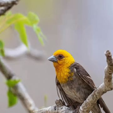 马达加斯加+毛里求斯+留尼汪（法属）14日11晚私家团