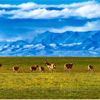 格尔木+茫崖+大柴旦+茫崖艾肯泉+黑独山+察尔汗盐湖+昆仑山口6日5晚私家团