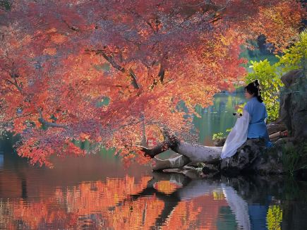 Red Maples, Phoenix Trees, Golden Ginkgoes, and Dawn Redwoods Bloom in Fall and Winter at West Lake