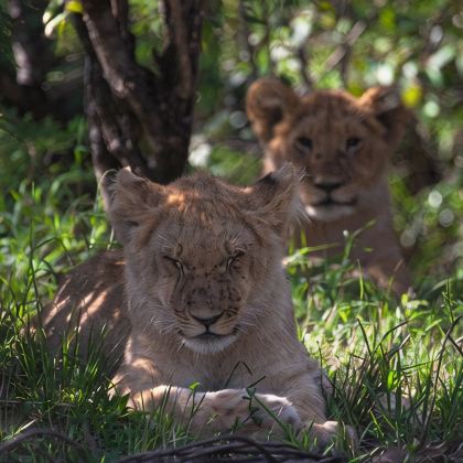 肯尼亚+内罗毕10日7晚私家团
