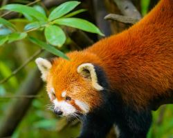 Check in for fun at Panda Valley, win limited-edition merchandise