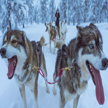 芬兰罗瓦涅米+凯米+哈士奇雪橇之旅5日4晚跟团游