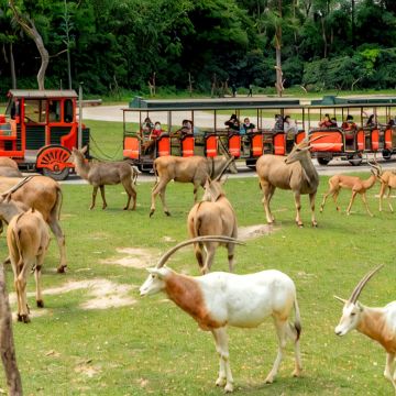 珠海长隆海洋王国+广州长隆野生动物世界5日4晚拼小团