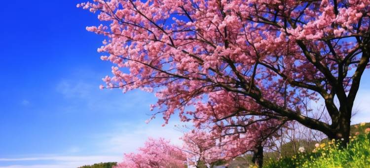 星野集团 界 Anjin(Hoshino Resorts Kai Anjin)图片