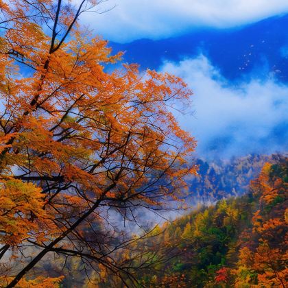 光雾山旅游景区5日4晚私家团