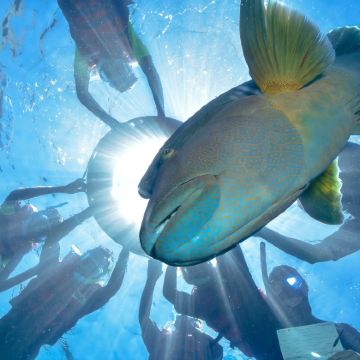 澳大利亚凯恩斯太阳恋人号大堡礁游轮+库兰达雨林小镇+热带雨林自然公园3日2晚跟团游