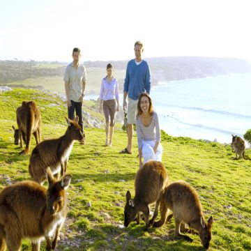 澳大利亚袋鼠岛2日1晚跟团游