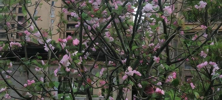 贵安花花公寓图片