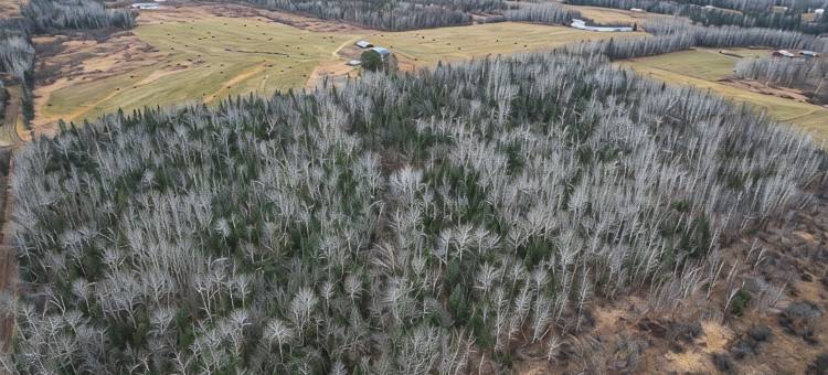 巴纳姆小屋，带有Soo Line越野车道的30英亩土地！(Barnum Cabin on 30 Acres w/ Soo Line Trail Access!)图片