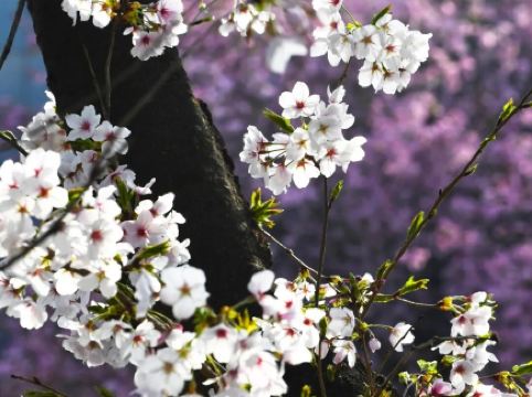 Spring in full swing at Emperor Qinshihuang's Mausoleum Site Museum
