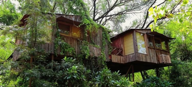 树屋度假村(The Tree House Resort)图片
