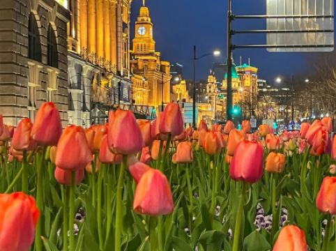 The Bund bursts into a romantic sea of tulips