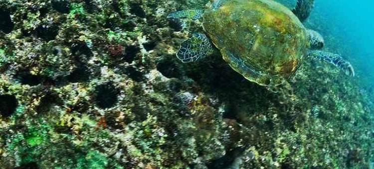 海龟海滩酒店(Turtle Beach Ujung Genteng)图片