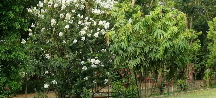 蓝毗尼佛花园度假村(Lumbini Buddha Garden Resort)图片