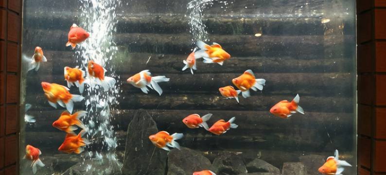 九兵卫旅馆(Kuhe Ryokan)图片