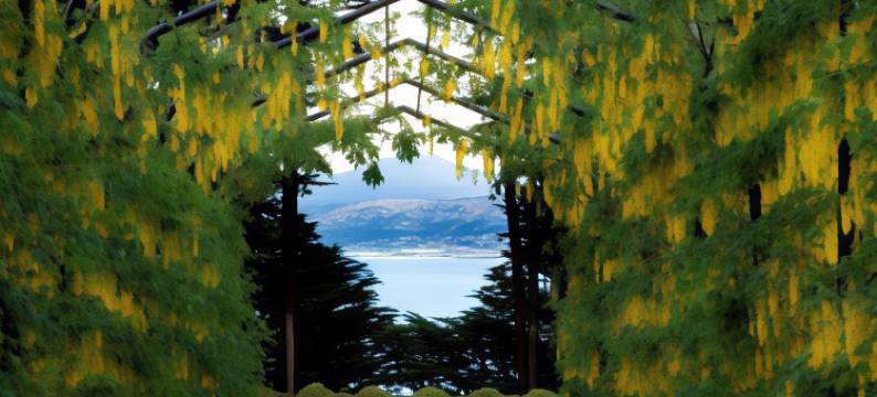 拉纳克城堡别墅(Camp Estate by Larnach Castle)图片