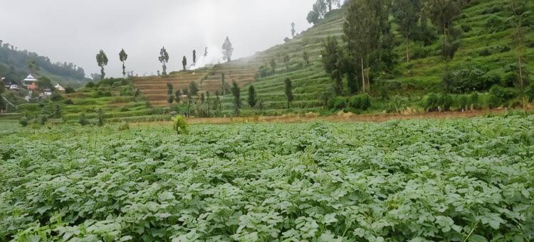 红多兹酒店@格邦迪恩高原地区(RedDoorz @ Gerbang Dieng Plateau Area)图片
