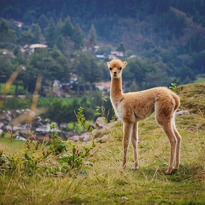 古巴+墨西哥+哥伦比亚+哥斯达黎加+巴西+阿根廷+乌拉圭+智利+秘鲁28日跟团游