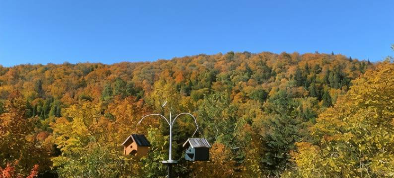 劳伦提安自然小屋(Lodge Nature Laurentides)图片