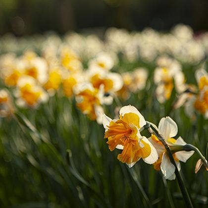 荷兰+比利时+卢森堡+冰岛16日13晚跟团游