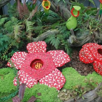 马来西亚吉隆坡+砂拉越古晋6日5晚拼小团